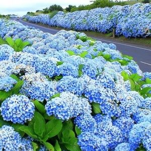 Meet your Posher, Alice